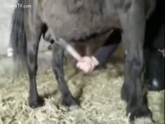 Wearing leather underwear, Kinky floozy copulates a miniature horse and jerks.